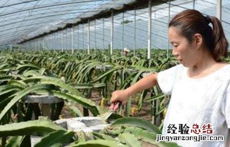 火龙果修剪有什么用 火龙果如何修剪枝条