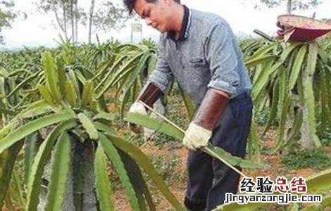 火龙果修剪有什么用 火龙果如何修剪枝条