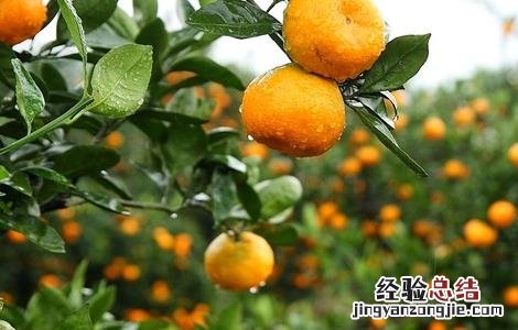 柑橘全年施肥时间表及每株施多少肥 柑橘施肥时间和用量