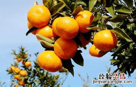 柑橘全年施肥时间表及每株施多少肥 柑橘施肥时间和用量
