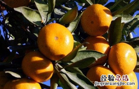 柑橘全年施肥时间表及每株施多少肥 柑橘施肥时间和用量