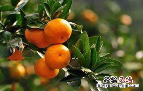 柑橘全年施肥时间表及每株施多少肥 柑橘施肥时间和用量