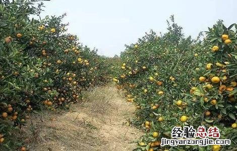 柑橘种植土壤要求标准 柑橘种植土壤要求