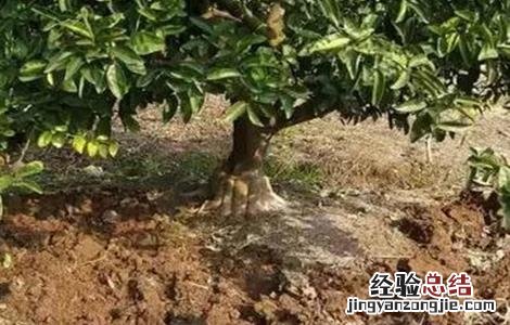 柑橘种植土壤要求标准 柑橘种植土壤要求