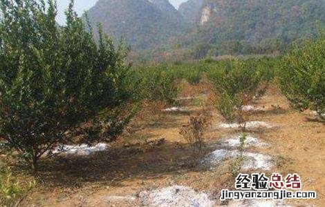 柑橘种植土壤要求标准 柑橘种植土壤要求