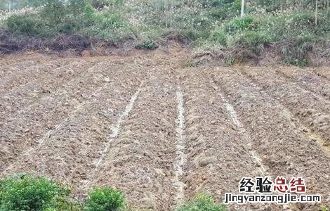 柑橘种植土壤要求标准 柑橘种植土壤要求