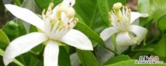 橙花是橙子的味道吗 橙花是什么味道