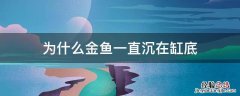 金鱼老是沉在鱼缸底部 为什么金鱼一直沉在缸底