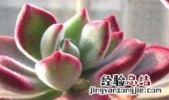 铭月多肉有毒 铭月有毒吗