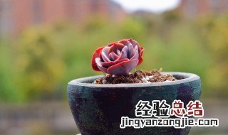 红粉台阁的功效与作用 红粉台阁和蓝粉台阁哪个更贵