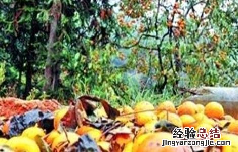 如何有效防止柿子落果 如何有效防止柿子落果