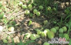 如何有效防止柿子落果 如何有效防止柿子落果
