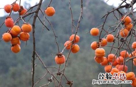 如何有效防止柿子落果 如何有效防止柿子落果