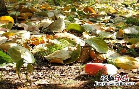 如何有效防止柿子落果 如何有效防止柿子落果