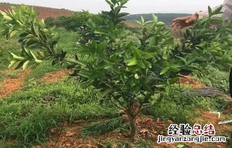 柑橘树要怎样修剪 柑橘树修剪注意事项