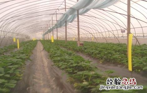 无公害草莓生产标准是 无公害草莓生产标准