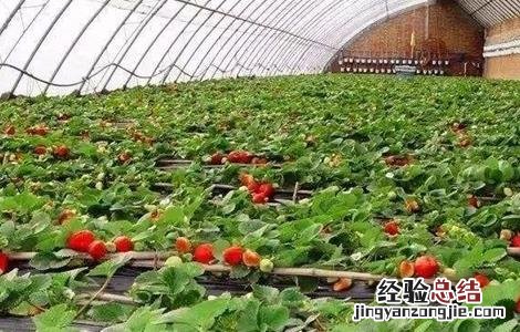 无公害草莓生产标准是 无公害草莓生产标准