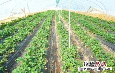 无公害草莓生产标准是 无公害草莓生产标准