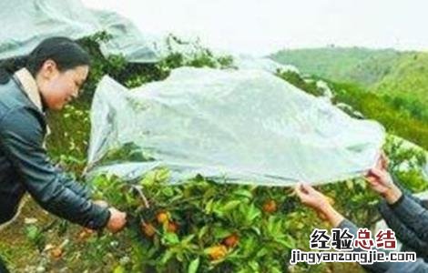 柑橘越冬注意事项 柑橘越冬最低温度