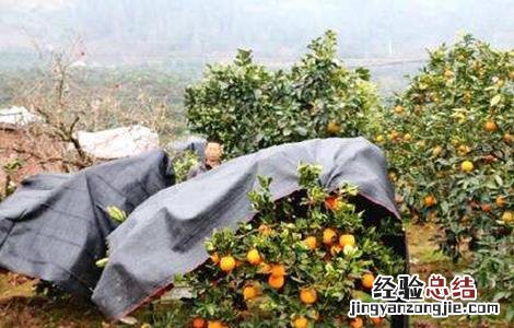柑橘越冬注意事项 柑橘越冬最低温度