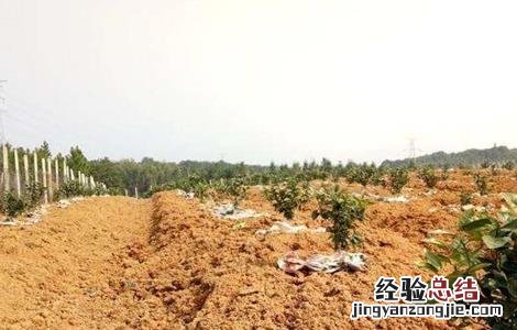 什么地方适合种沃柑 沃柑如何选地建园