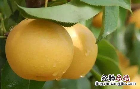 秋天成熟的水果有哪些 秋天成熟的水果有哪些三年级