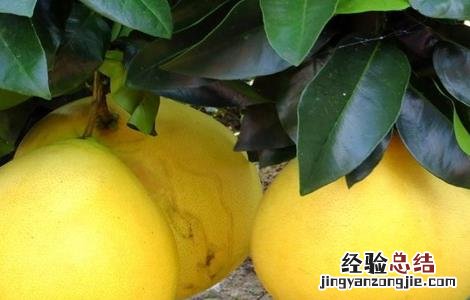 秋天成熟的水果有哪些 秋天成熟的水果有哪些三年级