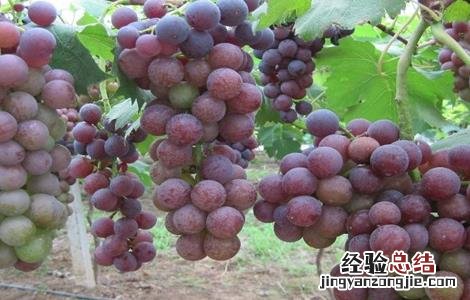 秋天成熟的水果有哪些 秋天成熟的水果有哪些三年级