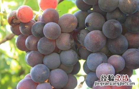 秋天成熟的水果有哪些 秋天成熟的水果有哪些三年级