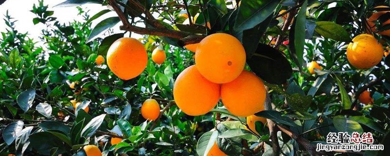 脐橙催熟用什么药 脐橙开春了用什么药