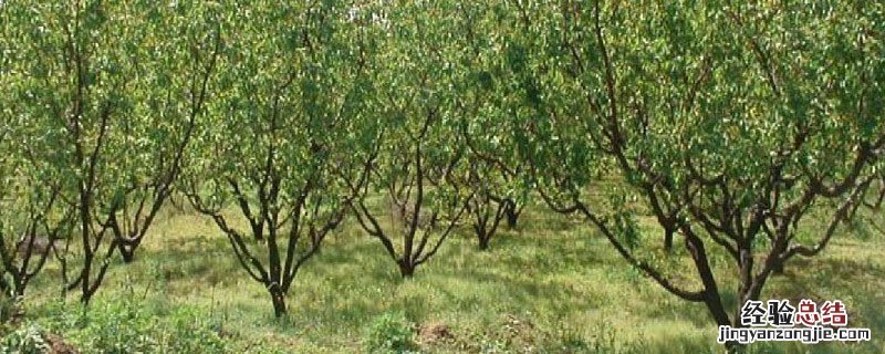 杏树冬季修剪技术 杏树冬季修剪技术视频