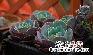 红粉台阁和蓝粉台阁的区别 红粉台阁和蓝粉台阁哪个更贵