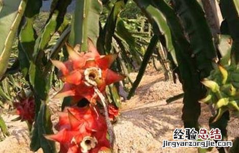 火龙果枝条发黄原因及补救措施 火龙果枝条发黄原因及补救措施图片