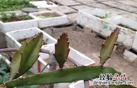 火龙果枝条发黄原因及补救措施 火龙果枝条发黄原因及补救措施图片