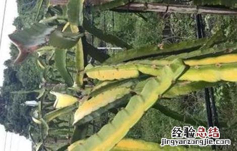 火龙果枝条发黄原因及补救措施 火龙果枝条发黄原因及补救措施图片