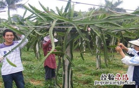 火龙果该怎么剪枝 火龙果怎么剪枝才结果