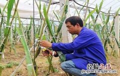 火龙果该怎么剪枝 火龙果怎么剪枝才结果