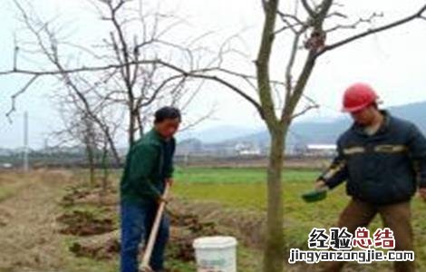 枣树采收后管理要点和措施 枣树采收后管理要点