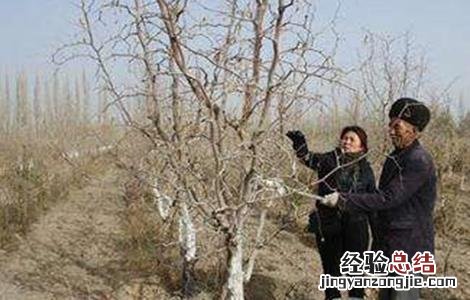 枣树采收后管理要点和措施 枣树采收后管理要点