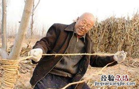 枣树采收后管理要点和措施 枣树采收后管理要点