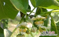 猕猴桃花蕾期管理 猕猴桃花期前后的管理