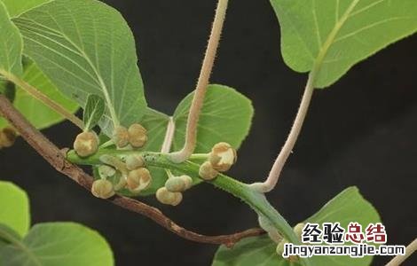 猕猴桃花蕾期管理 猕猴桃花期前后的管理