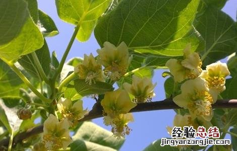 猕猴桃花蕾期管理 猕猴桃花期前后的管理