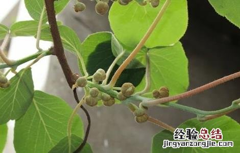 猕猴桃花蕾期管理 猕猴桃花期前后的管理