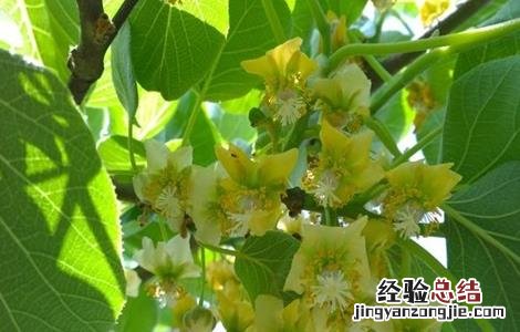 猕猴桃花蕾期管理 猕猴桃花期前后的管理