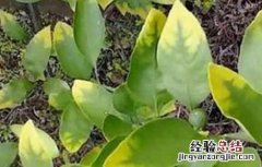 柑橘发生肥害的补救措施 柑橘发生肥害的补救措施是