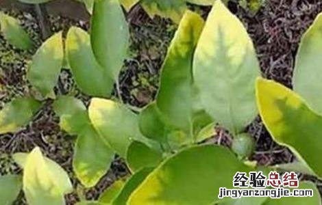 柑橘发生肥害的补救措施 柑橘发生肥害的补救措施是