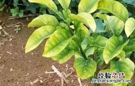 柑橘发生肥害的补救措施 柑橘发生肥害的补救措施是