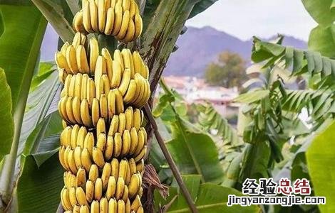 香蕉断蕾后管理技术 香蕉断蕾后管理技术措施