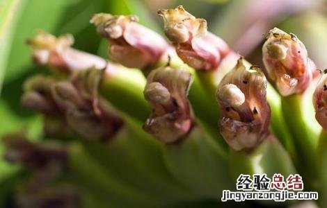 香蕉断蕾后管理技术 香蕉断蕾后管理技术措施